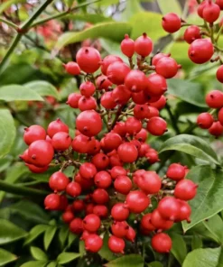 Nandina Domestica Heavenly Bamboo Bush Seeds - 25 Seeds Pack