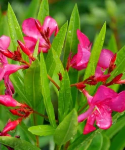 Pink Oleander Plant - Live Plant - 4-6 Inch Tall - Garden Ready
