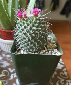 Mammillaria Spinosissima Cactus - Live Plant 4 Inch Pot Fully Rooted