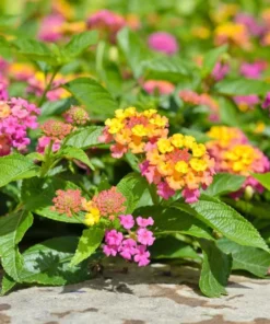 Lantana Rose Live Plants Set - 2 Pack - Outdoor Planting Flowers