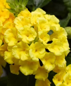 Lantana Trailing Yellow Plants - Set of 2 Live Plants - 6-8 Inch Outdoor Planting