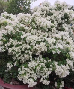 White Bougainvillea Starter Plant 4in - Live Plant - No Pot