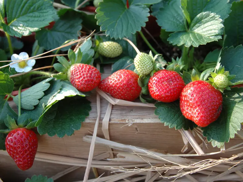 Everything about Gardening Jobs for April You’ll Ever Need