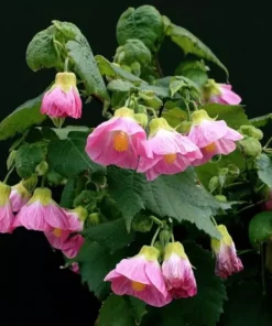 Abutilon Pink Chinese Lantern - 4 inch Live Plant - Ships Without Pot