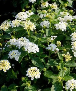 Lantana Trailing White Set - Two 4 Inch Potted Outdoor Plants