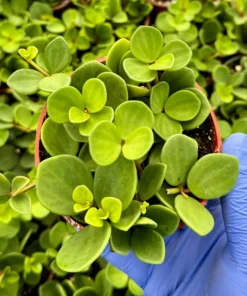 Peperomia Hope String Plant Live 4 Inch Pot Indoor Rare
