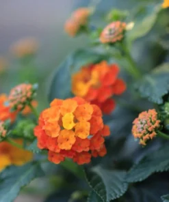 Lantana Plants Set of 2 Random Colors 4