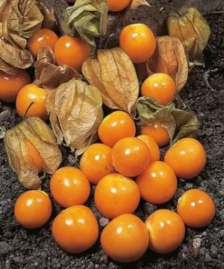 Physalis Peruviana Seeds - Golden Ground Cherry - 100+ Hawaiian Poha Berry Seeds