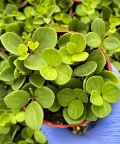 Peperomia Hope String Plant Live 4 Inch Pot Indoor Rare