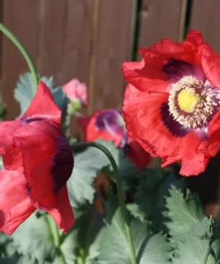 Red Poppy Seeds - Ornamental & Culinary Annual Flower Seeds - Free Ship