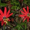Red Passion Flower Vine - Live Passiflora Plant - 4-6 Inch Tall Fragrant Vine
