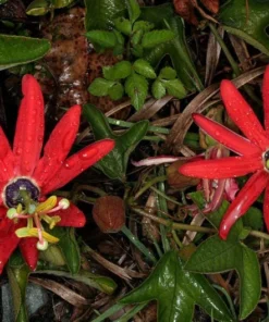 Red Passion Flower Vine - Live Passiflora Plant - 4-6 Inch Tall Fragrant Vine