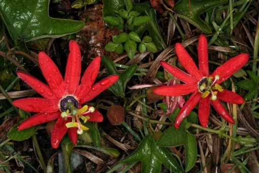 Red Passion Flower Vine - Live Passiflora Plant - 4-6 Inch Tall Fragrant Vine