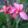 Canna Lily Seeds - Mixed Colors, Red, Yellow, Pink - 20 Seeds