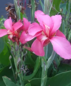 Canna Lily Seeds - Mixed Colors, Red, Yellow, Pink - 20 Seeds
