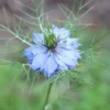 Love in a Mist Flower Seeds - Nigella Damascena - Blue - 50+ Seeds