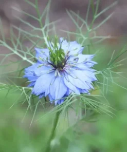 Love in a Mist Flower Seeds - Nigella Damascena - Blue - 50+ Seeds
