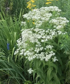 Boneset Seeds - Eupatorium perfoliatum - Freshly Harvested