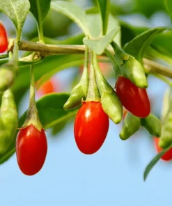 Goji Berry Seeds - 200+ Seeds - Easy Garden Planting