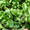 Hoya Hindu Rope Plant - Hoya Carnosa Compacta - 4 inch Pot - Live Plant