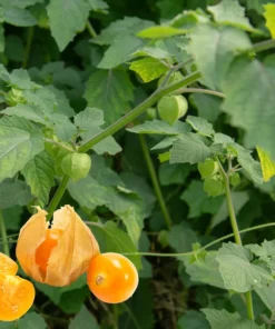 Physalis Peruviana Seeds - Golden Ground Cherry - 100+ Hawaiian Poha Berry Seeds