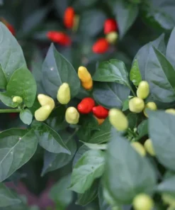Tabasco Chili Pepper Seeds - 35 Seeds, 2025 Crop, Free Shipping