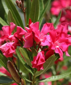 Pink Oleander Plant - Live Plant - 4-6 Inch Tall - Garden Ready