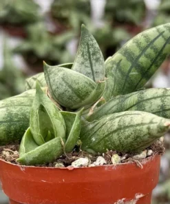 Sansevieria Bonji Plant - Rare Succulent Live Plant 3 inch Pot - Unique Home Decor