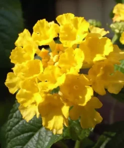Lantana Trailing Yellow Plants - Set of 2 Live Plants - 6-8 Inch Outdoor Planting