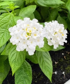 Lantana Trailing White Set - Two 4 Inch Potted Outdoor Plants