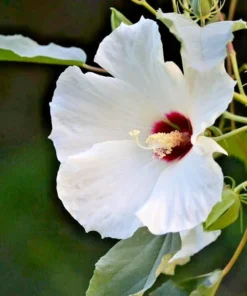 Swamp Rose Mallow Seeds - 30 White Hardy Hibiscus Moscheutos Seeds