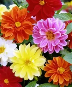 Dahlia Flower Seeds - Wonderful Mix for Garden Planting