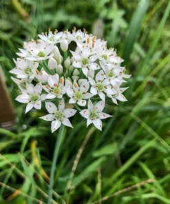 Garlic Chives Starter Plant 4in - Live Culinary Herb - No Pot