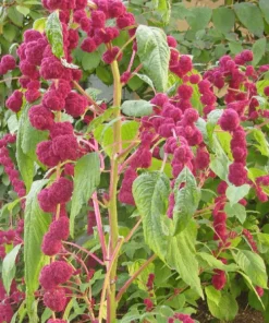 Dreadlock Amaranth Seeds - Burgundy Beauty, Crop 2025