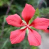 Texas Star Hibiscus Red Seeds - Hibiscus Coccineus - 30 Seeds, 2025 Crop