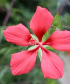Texas Star Hibiscus Red Seeds - Hibiscus Coccineus - 30 Seeds, 2025 Crop
