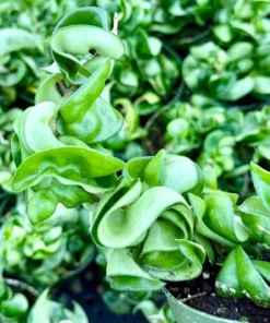 Hoya Hindu Rope Plant - Hoya Carnosa Compacta - 4 inch Pot - Live Plant