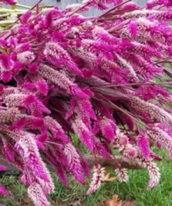 Flamingo Feather Celosia Spicata Seeds - Magenta Wheat Flower - 200 Seeds