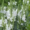 Obedient Plant White Seeds - 100 Seeds - Fresh Harvest