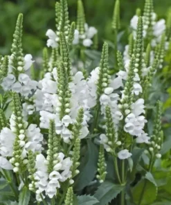 Obedient Plant White Seeds - 100 Seeds - Fresh Harvest