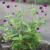 Purple Gomphrena Globosa Globe Amaranth Seeds - 50 Count