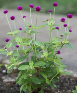 Purple Gomphrena Globosa Globe Amaranth Seeds - 50 Count