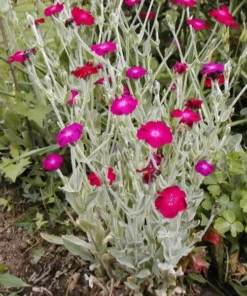 Rose Campion Flower Seeds - 100 Magenta Seeds - Easy to Grow