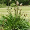Plantago Lanceolata Narrow Leaf Plantain Seeds - 150 Seeds