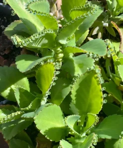 Mother of Thousands Plant - Kalanchoe Daigremontiana - Live Plant - 2/4