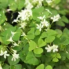 Shamrock Plant Live Green Oxalis - 4 Inch Pot - Lucky Indoor Plant