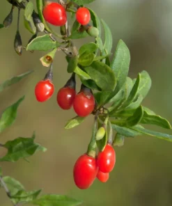 Goji Berry Seeds - 200+ Seeds - Easy Garden Planting