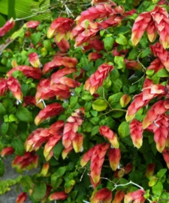 Red Shrimp Plant Live - 2 Well-Rooted Plants 4-6 Inches - Garden Ready