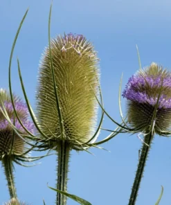 Purple Teasel Flower Seeds Dipsacus Fullonum - 100 Wildflower Seeds