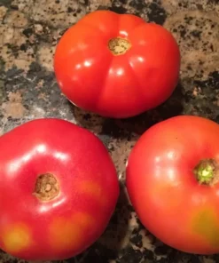 Missouri Pink Love Apple Tomato Seeds - Heirloom Variety - Free Shipping